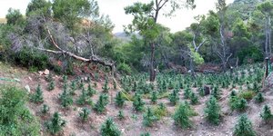 Φυτείες κάνναβης