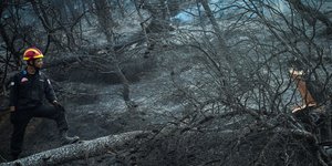 Καμμένα δέντρα στο δάσος της Εύβοιας