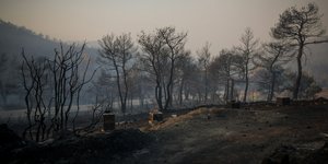 Καμένα στο δάσος στην Εύβοια
