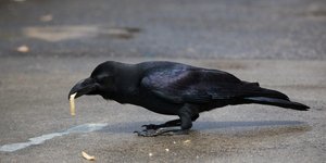 Ένα κοράκι πόλης απολαμβάνει πατάτες τηγανητές στο δρόμο