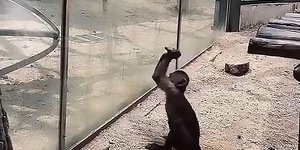 Μαϊμού χτυπά με πέτρα το γυάλινο κλουβί της