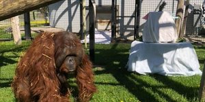 Ο Ταλ ο ουρακοτάγκος που παίζει φλογέρα