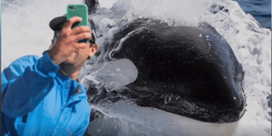 Η σέλφι Αμερικανού με φάλαινα δολοφόνο