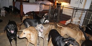 σκυλιά στην κρεβατοκάμαρα σπιτιού στις Μπαχάμες