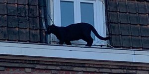 Μαύρος πάνθηρας στην ταράτσα σπιτιού