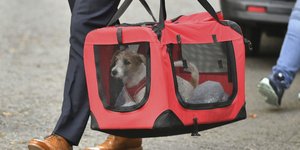 Ο σκύλος του Μπόρις Τζόνσον