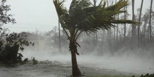 Δέντρο στον τυφώνα Dorian