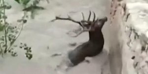 Ελάφι μέσα στο νερό