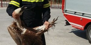 Πυροσβέστης κρατά τον γύπα που έπεσε πάνω στο λεωφορείο