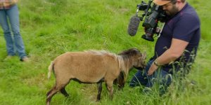 Viral βίντεο: Θυμωμένη κατσίκα κουτουλάει κάμεραμαν του BBC