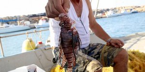 Ψαράς κρατάει λεοντόψαρο