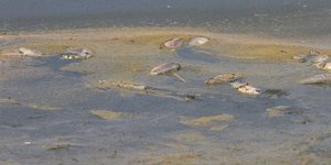 Νεκρά ψάρια στη λίμνη Κορώνεια