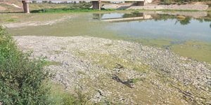 Εκατοντάδες νεκρά ψάρια εντοπίστηκαν στον Πηνειό ποταμό 