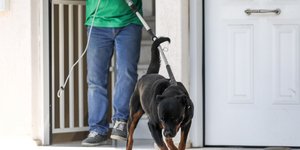 Απομάκρυναν το ροντβάιλερ που σκότωσε το μωρό στα Γλυκά Νερά