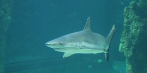 Οι επιθέσεις καρχαριών είναι συχνές στη συγκεκριμένη περιοχή της Αυστραλίας