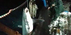Ο καρχαρίας στην Καβάλα