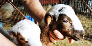 Αρνάκια χωρίς... αυτιά γεννήθηκαν σε χωριό του Ναυπλίου [βίντεο]