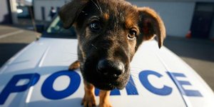 Αστυνομία Ζώων συστήνουν στην Κύπρο