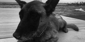 Ο αστυνομικός σκύλος με το όνομα BESS που έφυγε από τη ζωή 