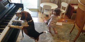 Σκύλος φαινόμενο παίζει πιάνο και το παιδί χορεύει 