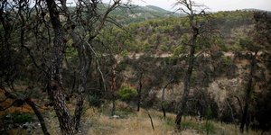 Τραγωδία στο δάσος της Στροφυλιάς: Δύο νεκροί μέσα σε λίγες ώρες