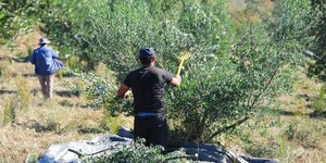 Δυο άντρες στις ελιές