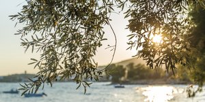 ελιά ηλιος θαλασσα