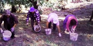 εργάτες μαζεύουν κάστανα