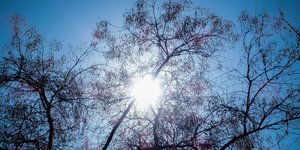 Το φως του ήλιου σε έναν καθαρό ουρανό μέσα από τα κλαδιά δέντρων