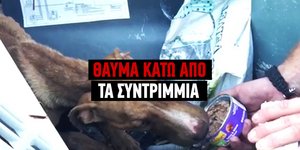 Το κουτάβι κατάφερε να επιβιώσει για ένα μήνα μόνο με νερό της βροχής