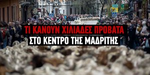 Πλημμύρισαν τη Μαδρίτη χιλιάδες πρόβατα