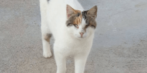 Η τυφλή γάτα που κακοποιήθηκε στην Φολέγανδρο