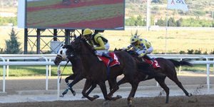 Αλογα στον Ιππόδρομο Αθηνών