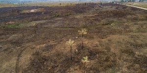 Θλιβερή εικόνα από τον Αμαζόνιο
