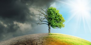 Δέντρο μισό καμένο, μισό πράσινο στο έδαφος