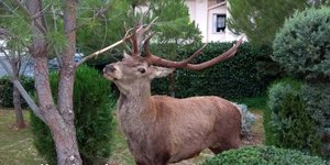 Ελάφι τρίβει τα κέρατά του σε δέντρο