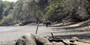 Ελέφαντας στην άκρη σημείου όπου κάποτε υπήρχε νερό στη Ζιμπάμπουε