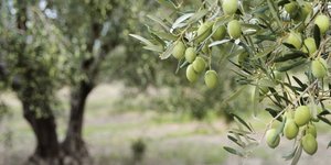 ελαιοδεντρα