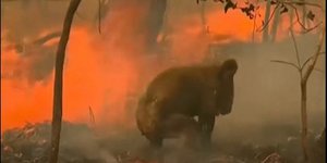 Το κοάλα μέσα στις φλόγες
