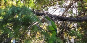 Παπαγάλος στην Αθήνα