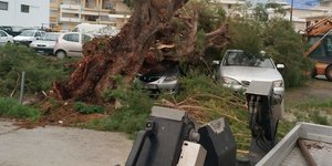 Καταστροφες πεσμένα δέντρα