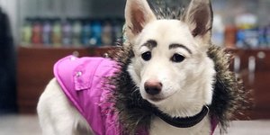 Λευκός σκύλος με μαύρα φρύδια