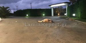 Το άτυχο άλογο