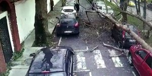 Δέντρο πάνω σε αυτοκίνητα