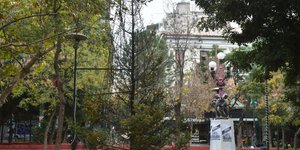 Καμένο δέντρο στα Εξάρχεια