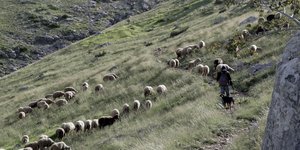 κοπαδι ζωα