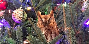 Κουκουβάγια σε χριστουγεννιάτικο δέντρο