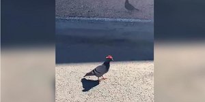 Περιστέρι με κόκκινο καουμπόικο καπέλο