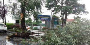 Πεσμένο δέντρο 