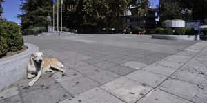 Σκύλος σε πλατεία